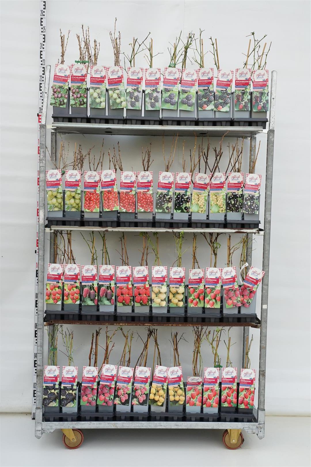 Ribes i sorter C2 (2 liters kruka) 30-40 cm