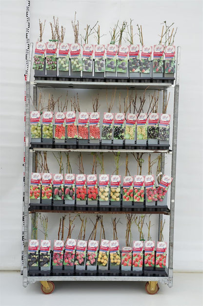 Ribes i sorter C2 (2 liters kruka) 30-40 cm