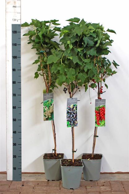 Ribes på stam 60 cm – Olika sorter, C3 (3 liters kruka)