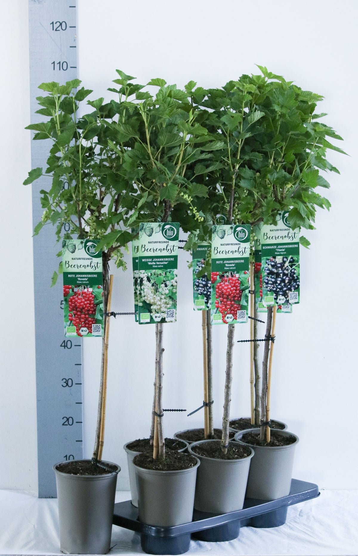 Ribes i olika sorter, 60 cm stam, C3 (3 liters kruka) / 19 cm kruka