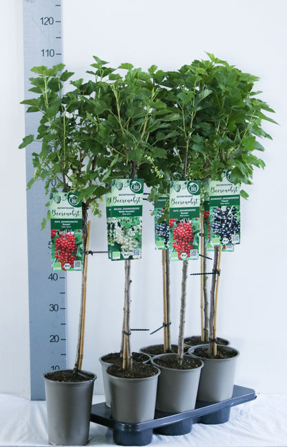 Ribes i sorter 60 cm stam C3 (3 liters kruka) / 19 cm kruka