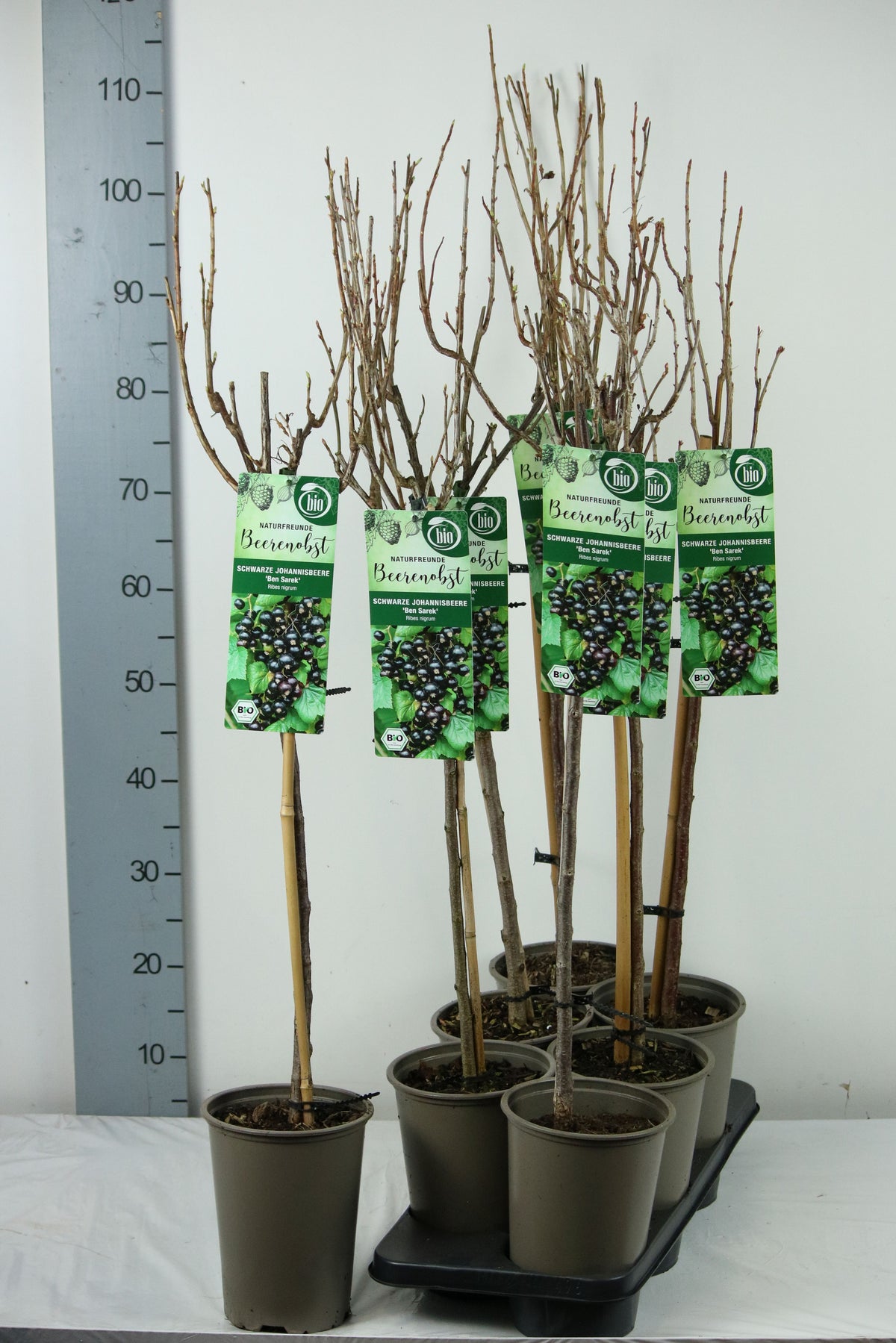 Ribes nigrum &