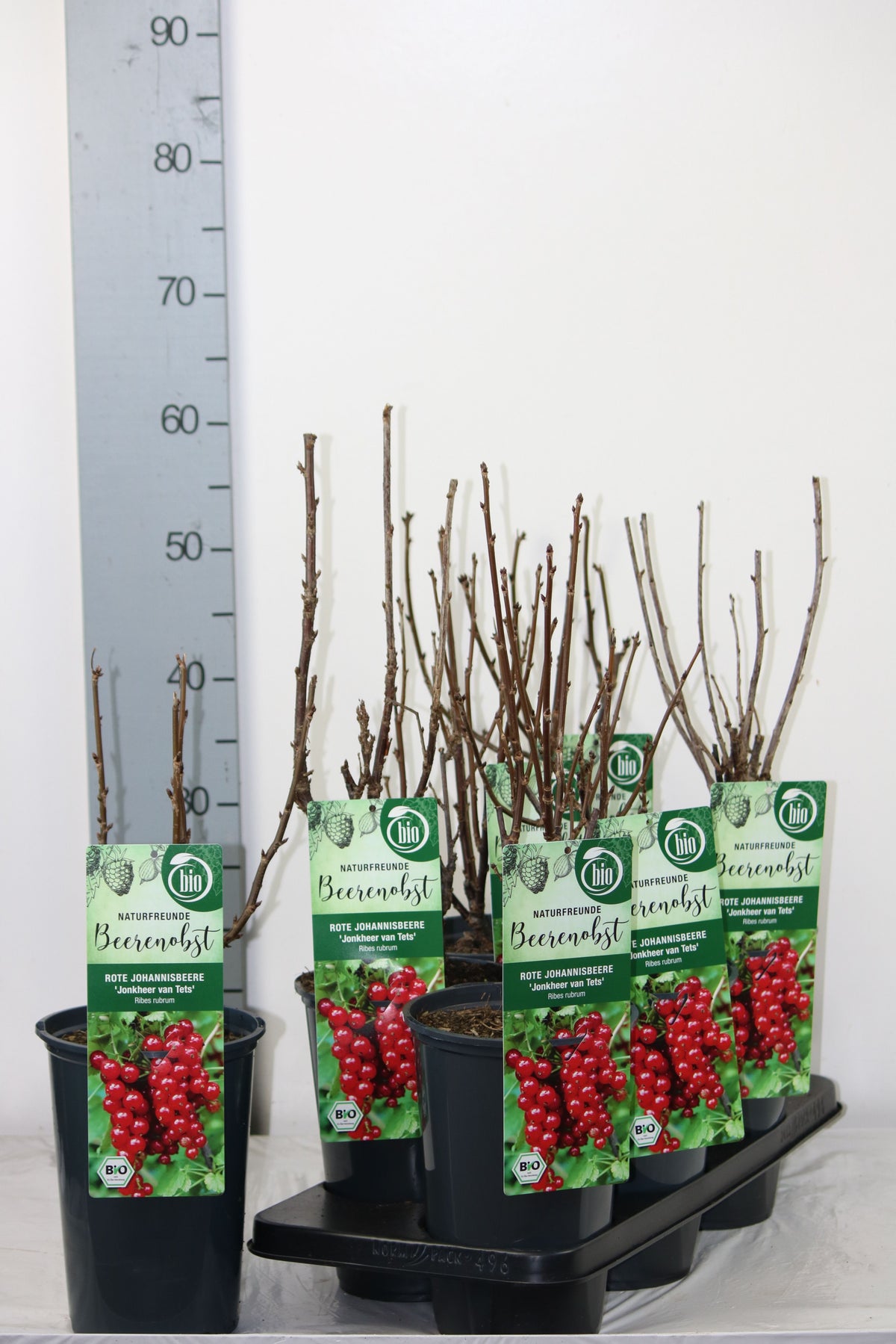 Ribes rubrum &