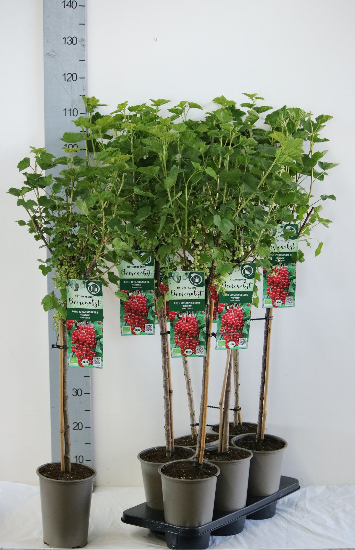 Ribes rubrum &