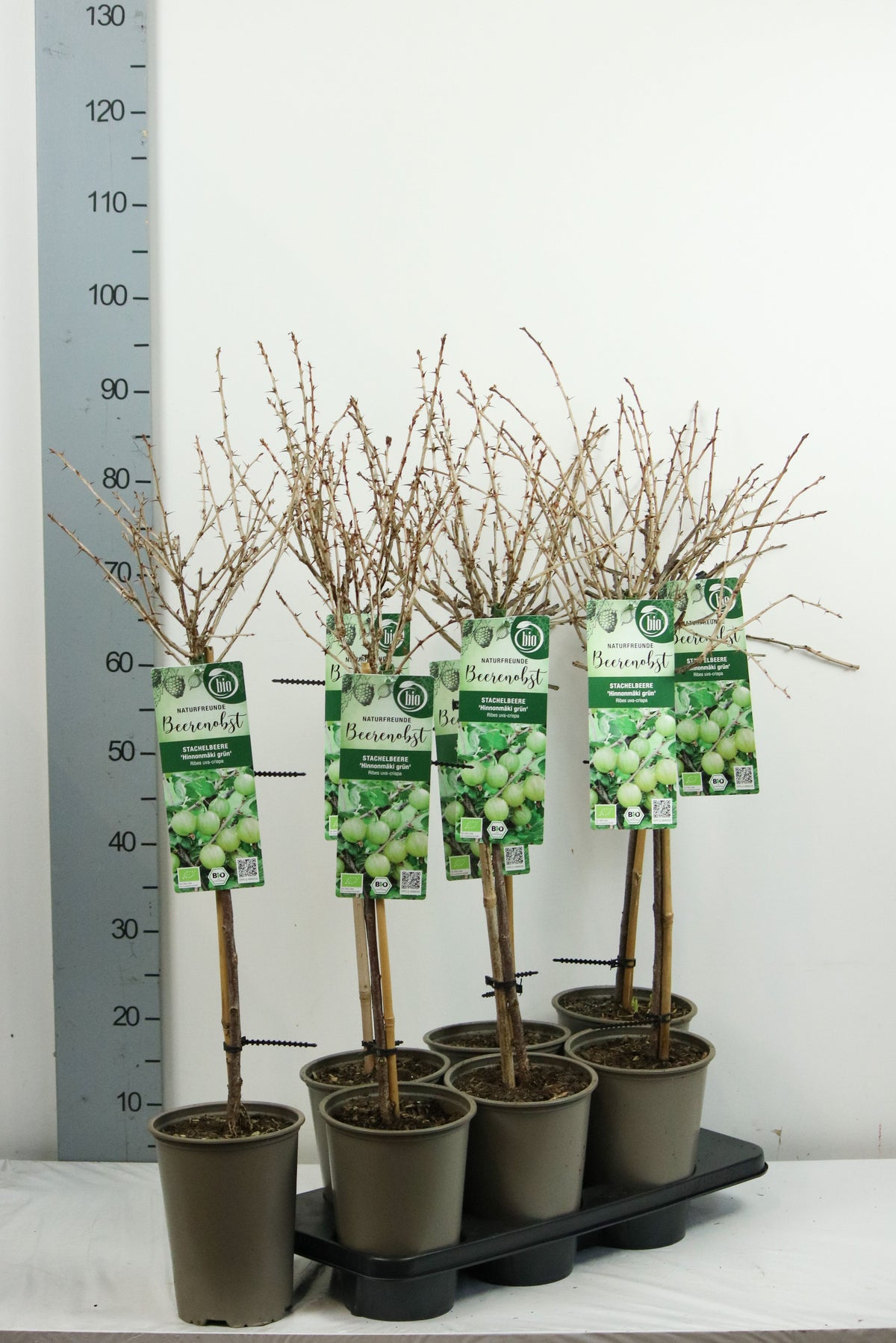 Ribes uva-crispa &