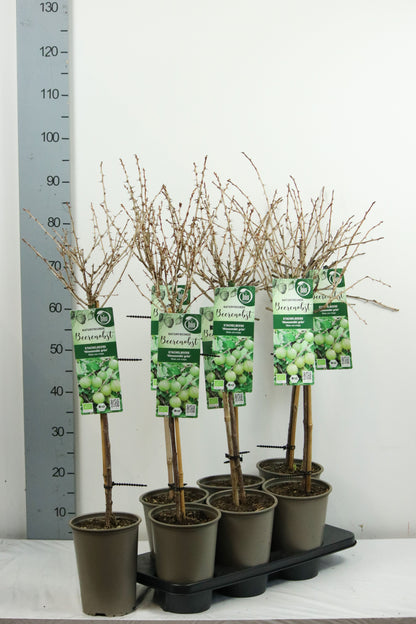 Ribes uva-crispa &