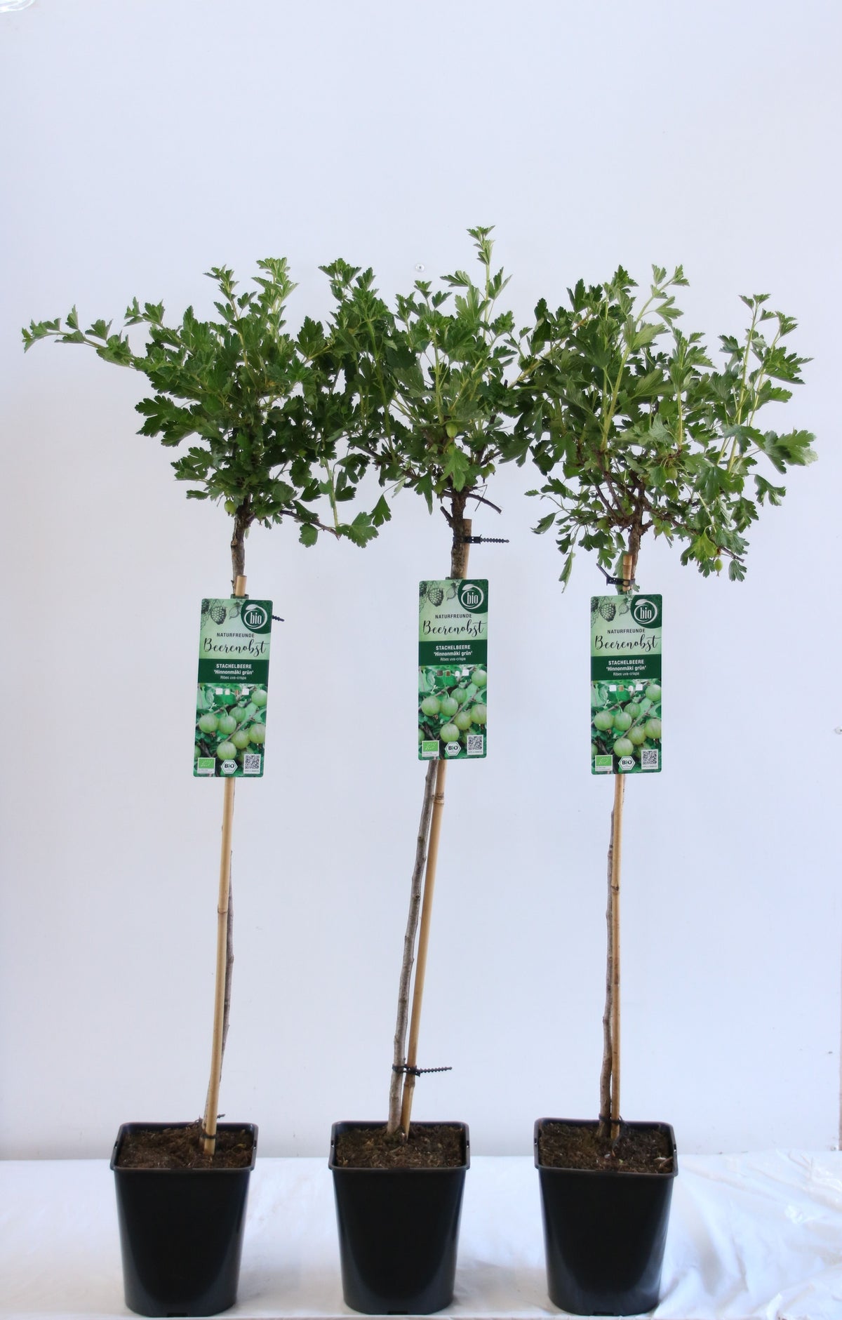 Ribes uva-crispa &