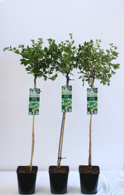 Ribes uva-crispa &