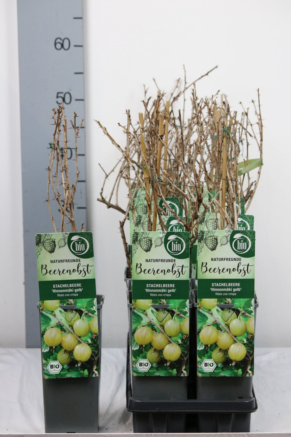 Ribes u.-c. Hinnonmaki Gul C2 (2 liters kruka) 30-35 cm