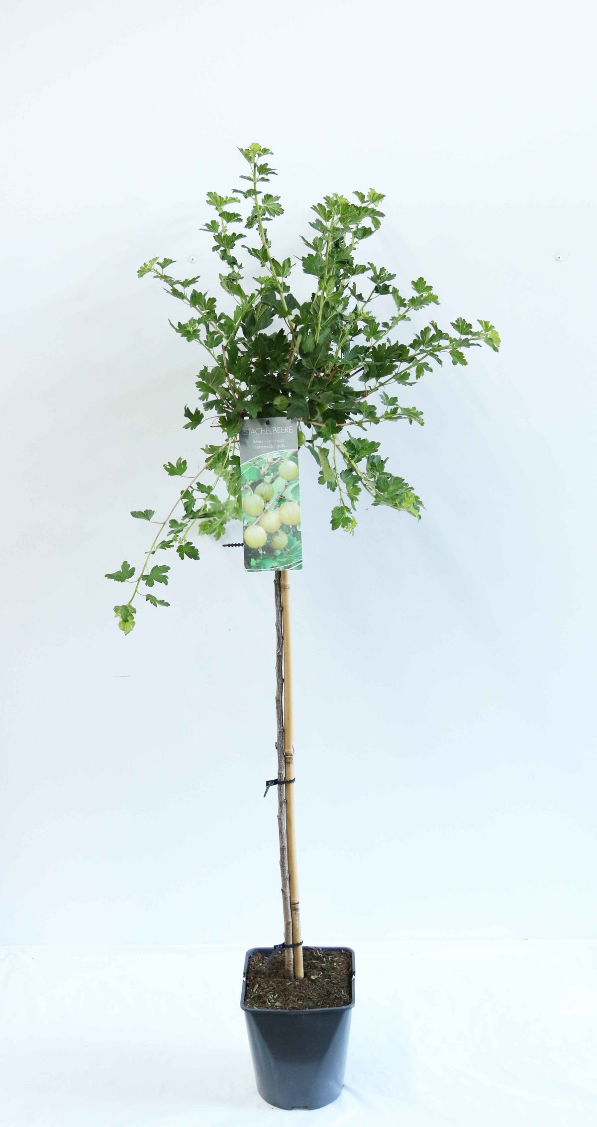 Ribes uva-crispa &