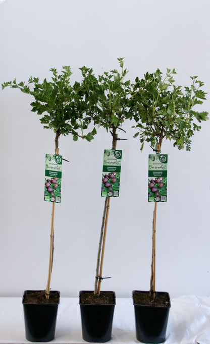 Ribes uva-crispa &