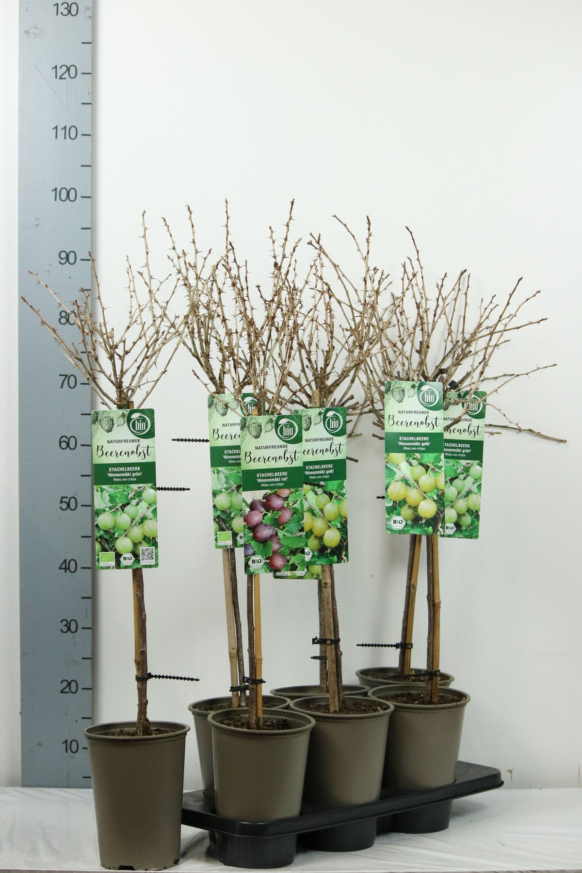 Ribes uva-crispa i sorter, 60 cm stam, C3 (3 liters kruka)