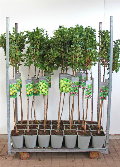 Ribes uva-crispa i sorter stam 90 cm C5 (5 liters kruka) / 23 cm kruka