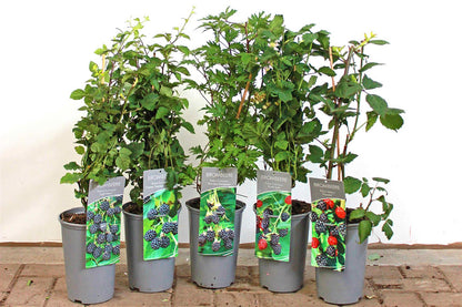 Rubus frut. sortblandning C3 (3 liters kruka) 40-50 cm
