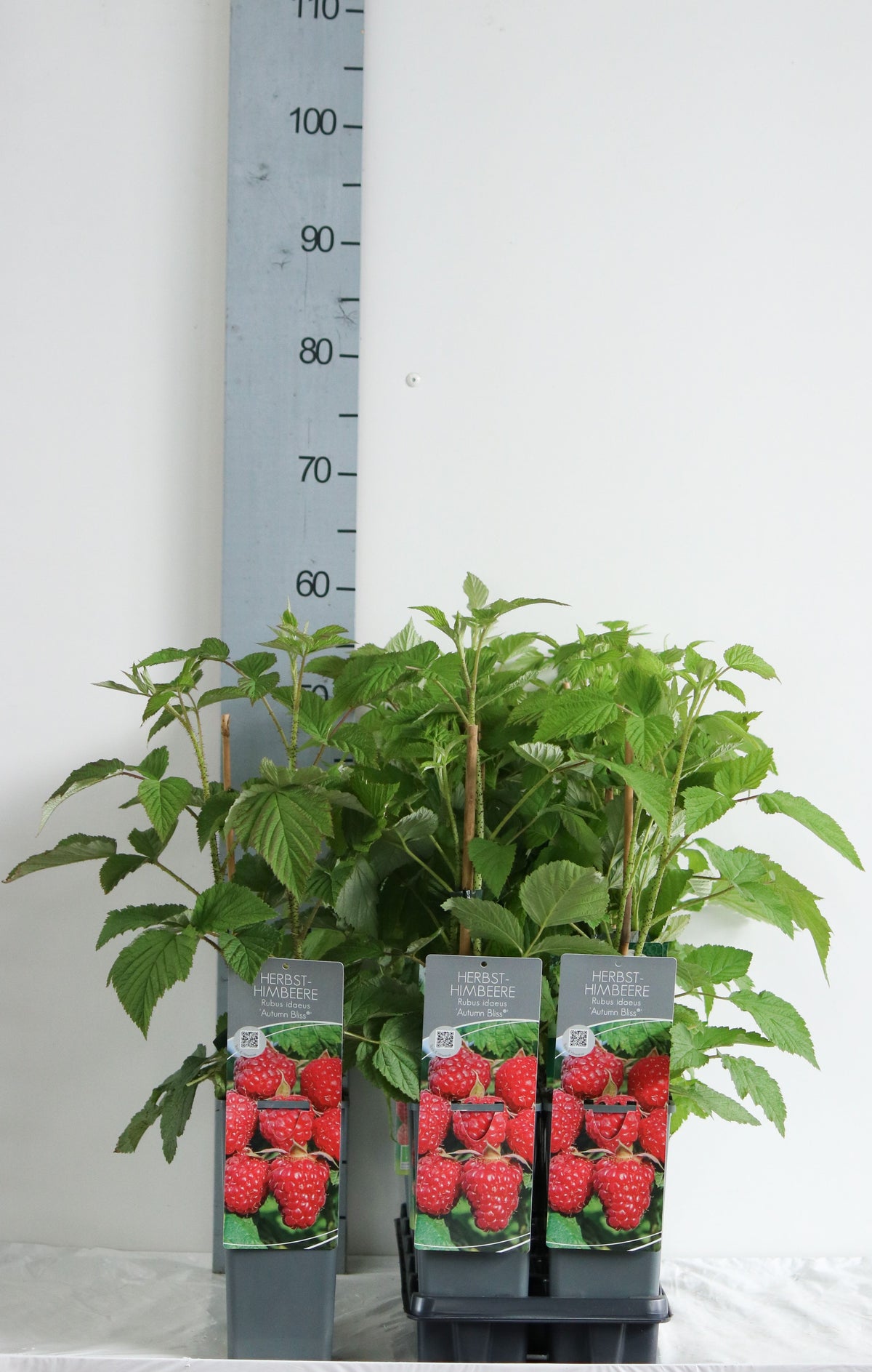 Hösthallon Rubus idaeus &