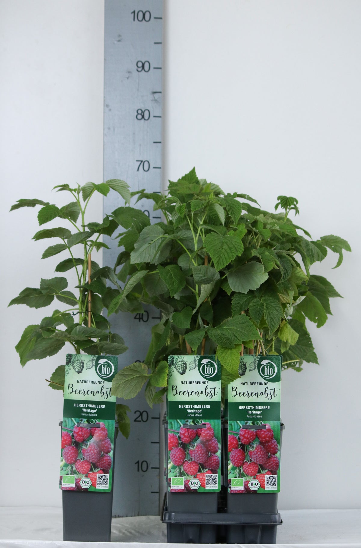 Rubus idaeus &