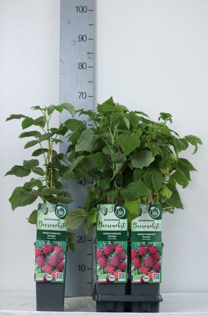 Rubus idaeus &