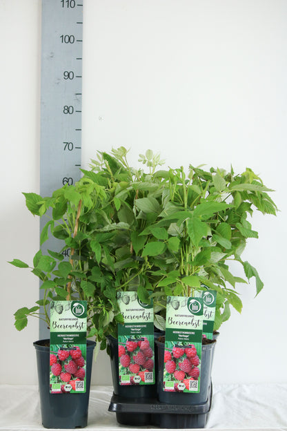 Hallon Rubus idaeus &