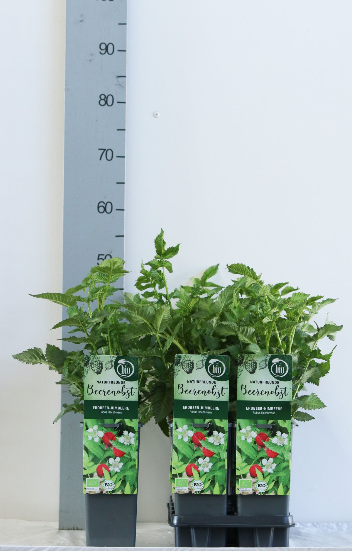 Rubus illecebrosus (Jordgubbshallon) C2 (2 liters kruka) 30-35 cm
