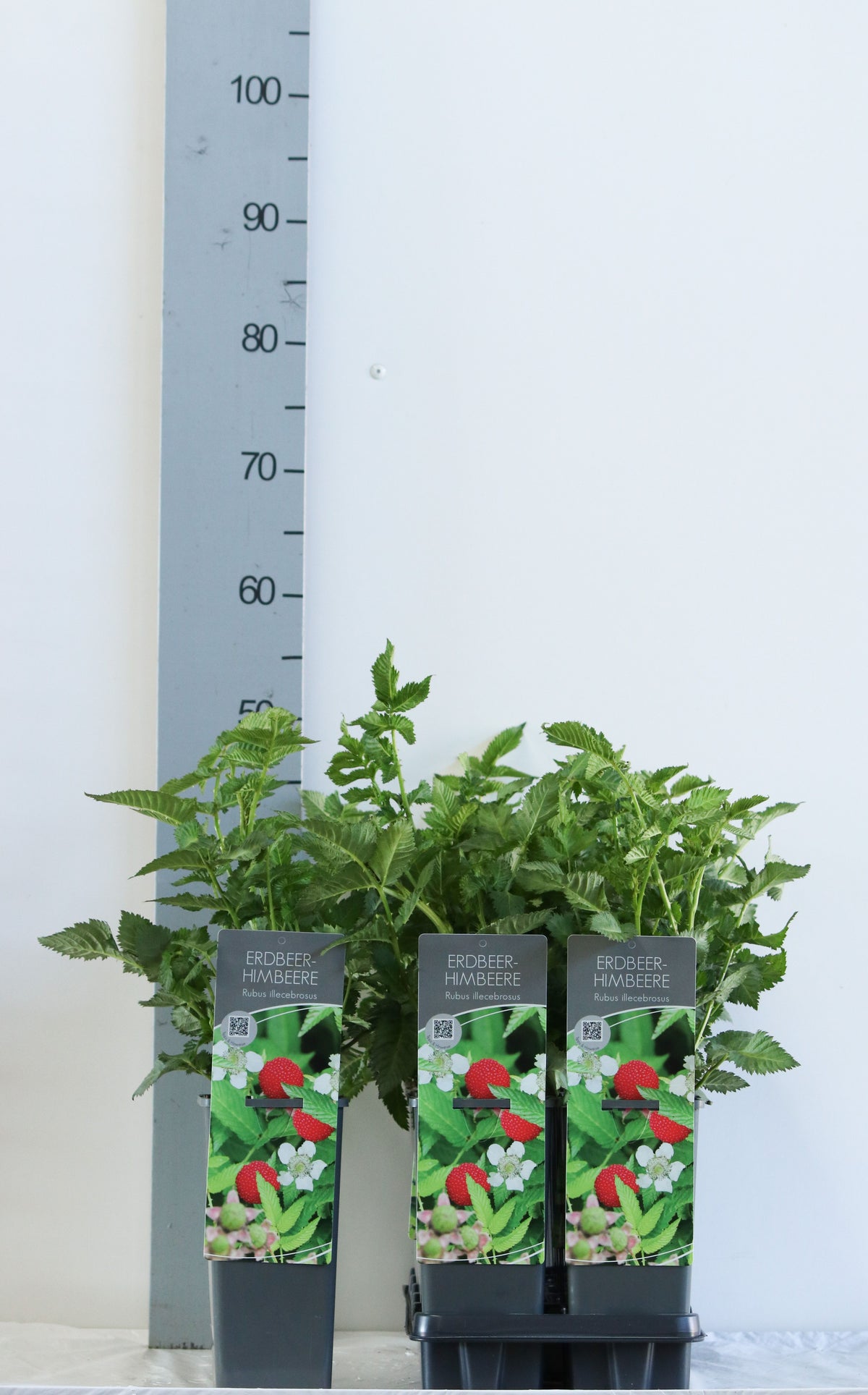 Rubus illecebrosus (Jordgubbshallon) C2 (2 liters kruka) 30-40 cm
