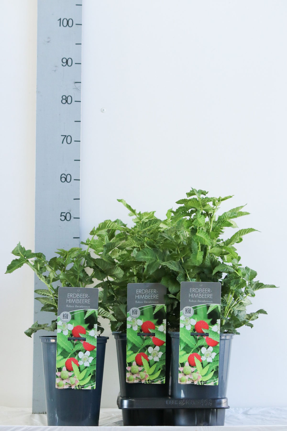 Rubus illecebrosus C3 (3 liters kruka) / 19 cm kruka 40-60 cm
