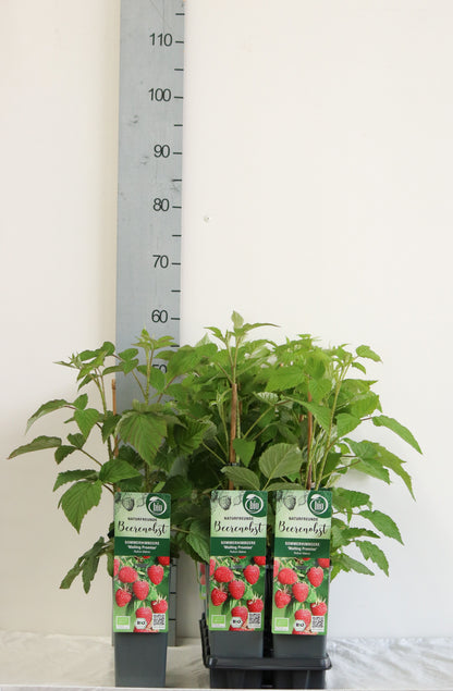Rubus idaeus &