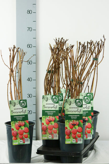 Rubus idaeus &