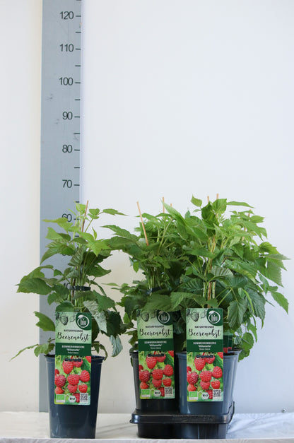 Rubus idaeus &