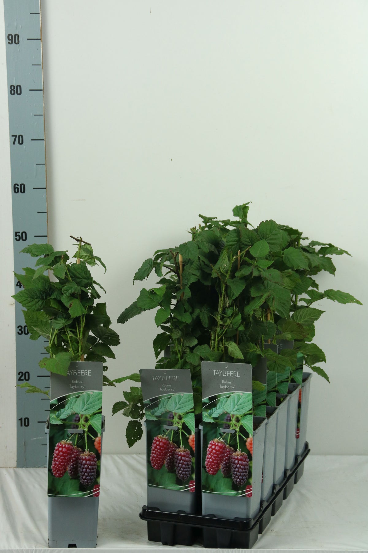 Rubus &