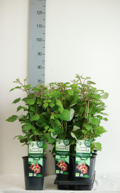 Rubus phoenicolasius C3 (3 liters kruka) 40-50 cm