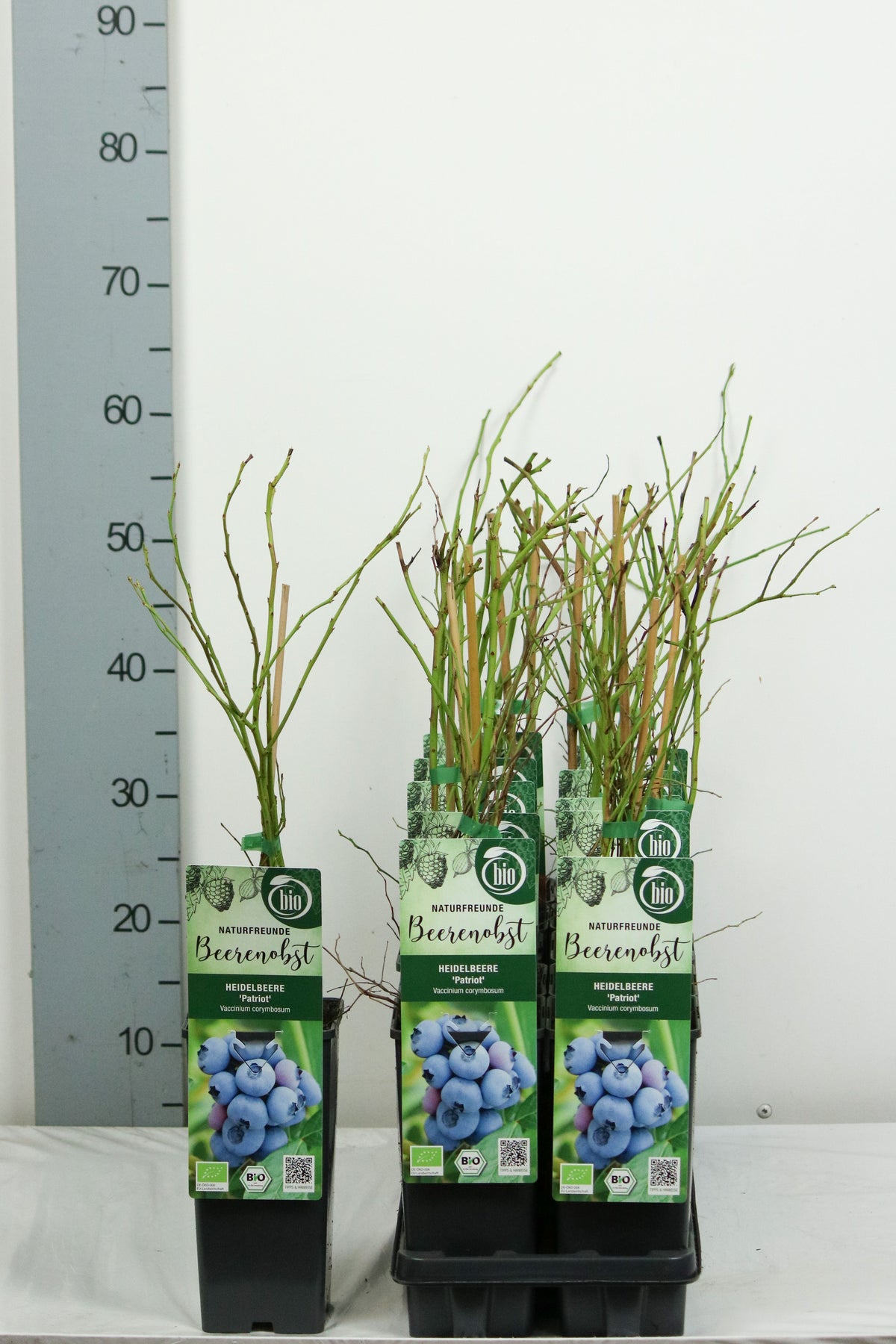 Vaccinium corymbosum &