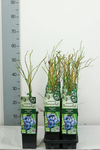 Vaccinium corymbosum &