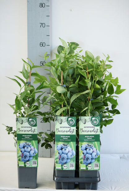 Vaccinium corymbosum &