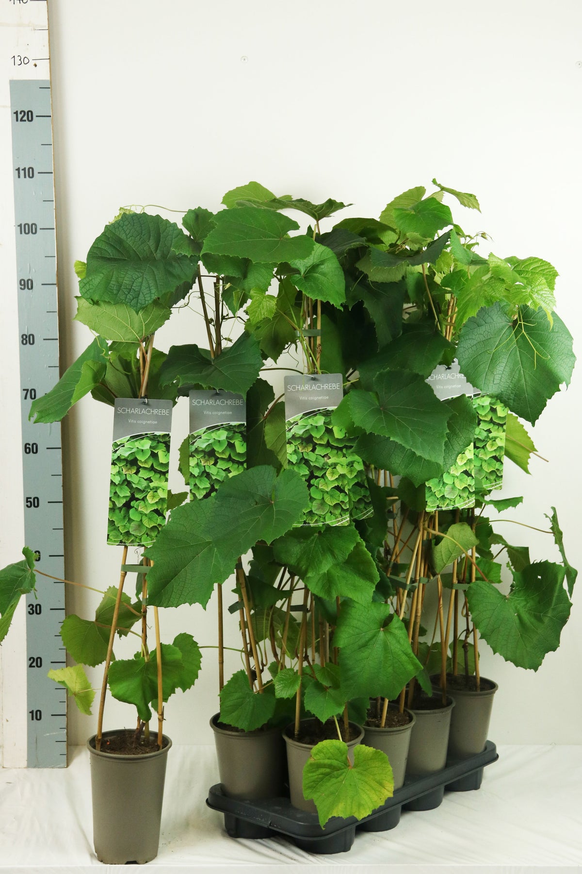 Vitis coignetiae 60-100 cm (17 cm kruka)