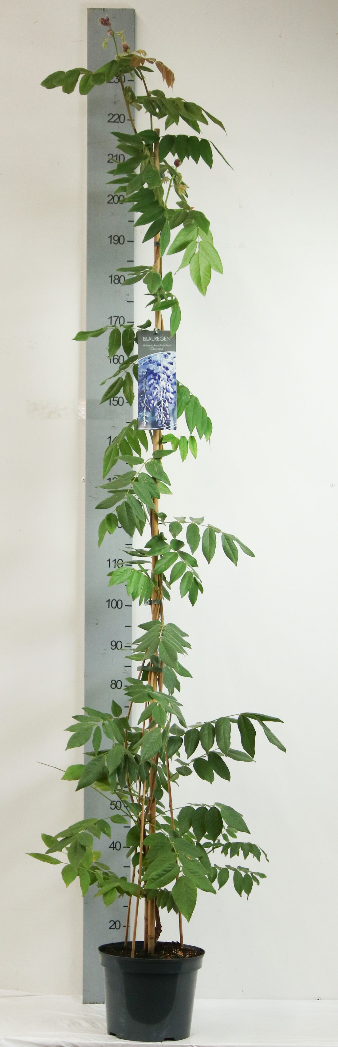 Wisteria brachybotrys &