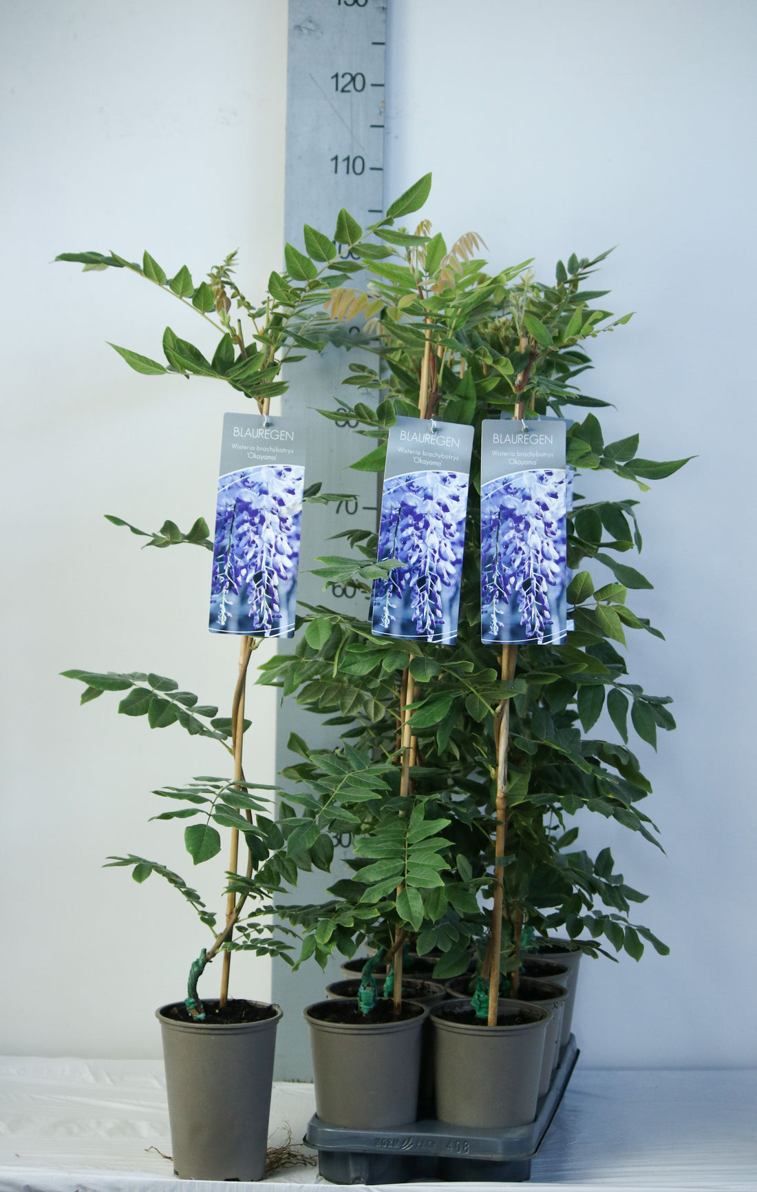 Wisteria brachybotrys &