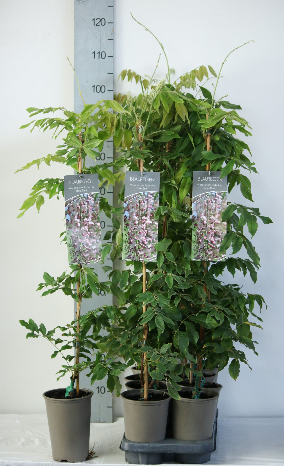 Wisteria brachybotrys &