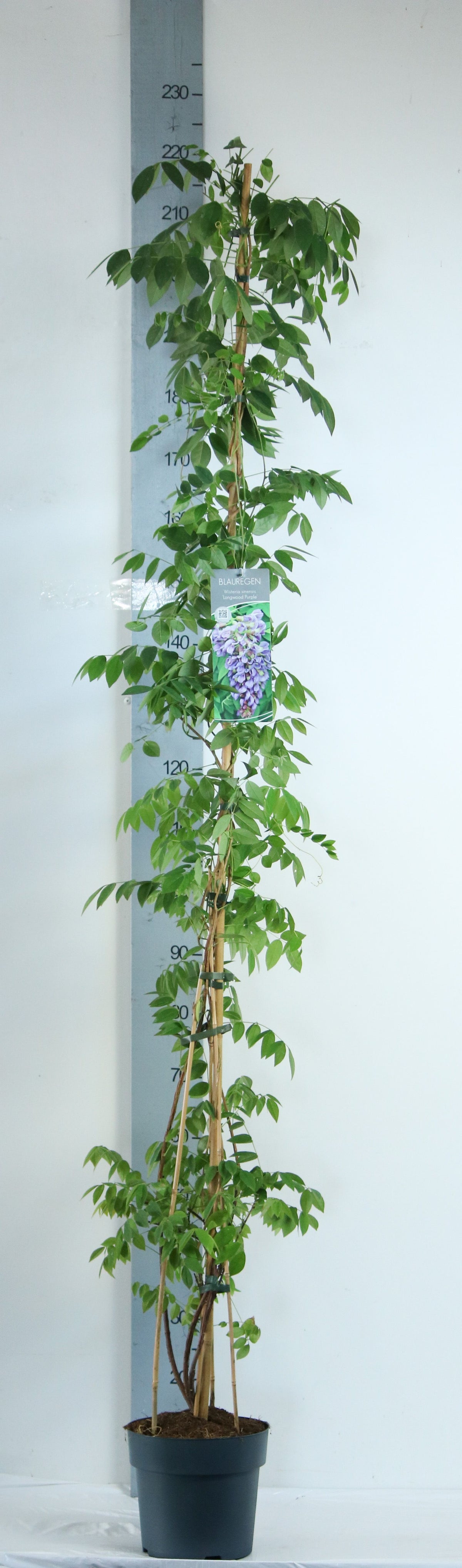 Wisteria frutescens &