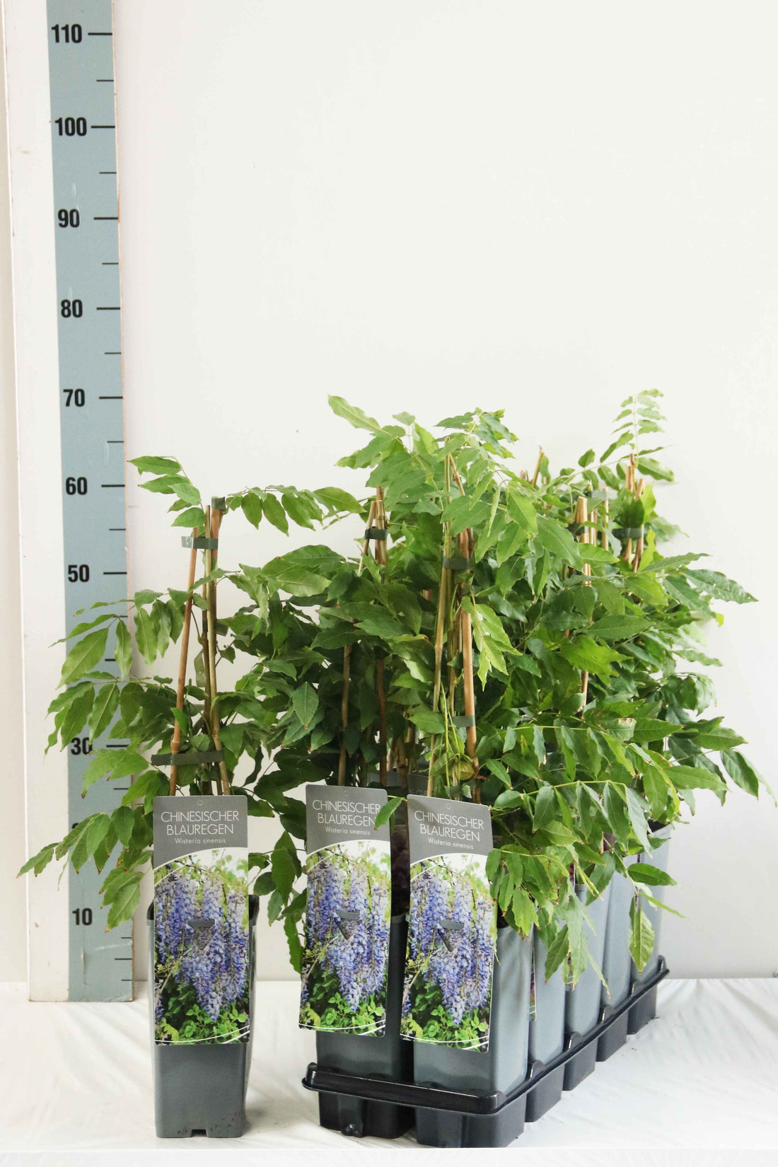 Wisteria sinensis C2 (2 liters kruka) / 17 cm kruka 40–60 cm 3 käppar