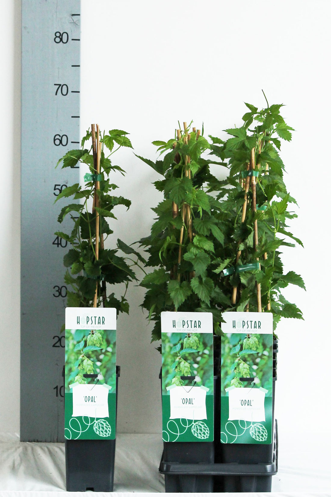 Humulus lupulus &