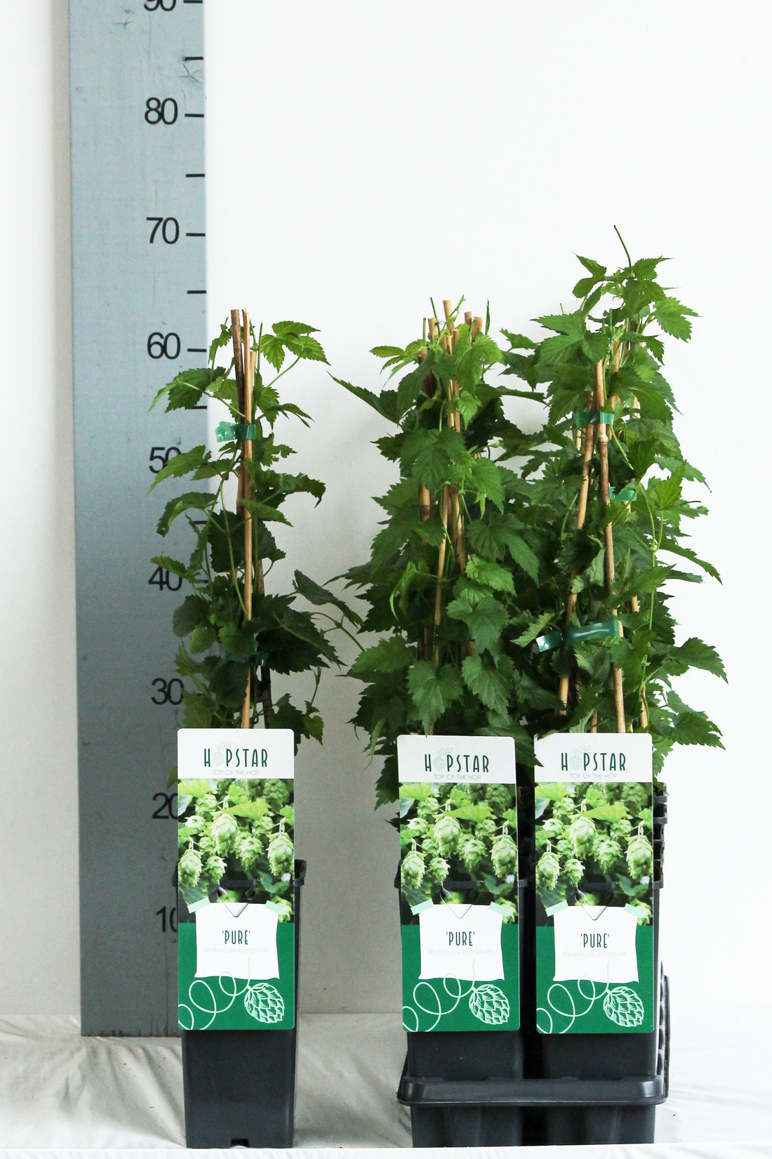Humulus lupulus &