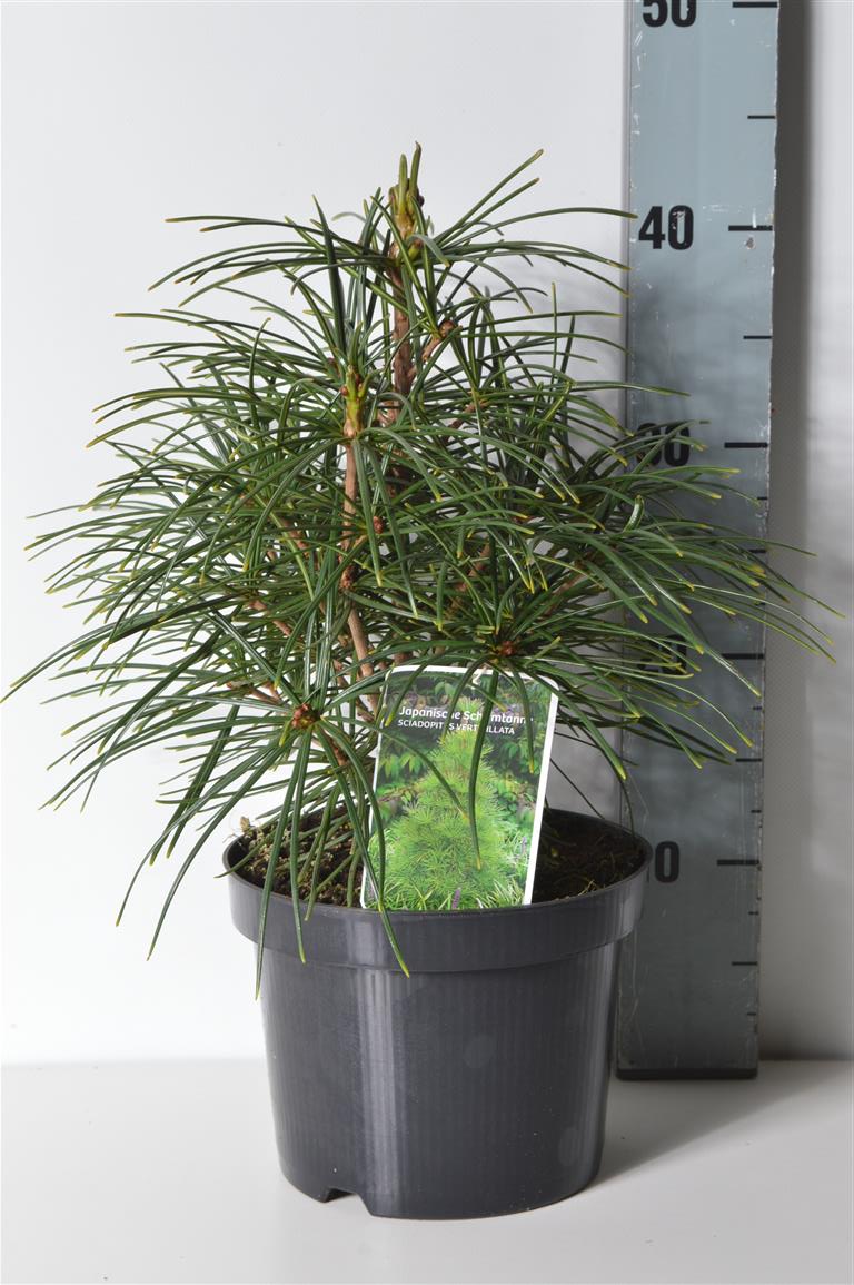 Sciadopitys verticillata C3 (3 liters kruka) 30-35 cm