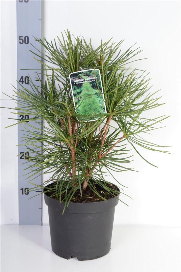 Sciadopitys verticillata C3 (3 liters kruka) 30-40 cm