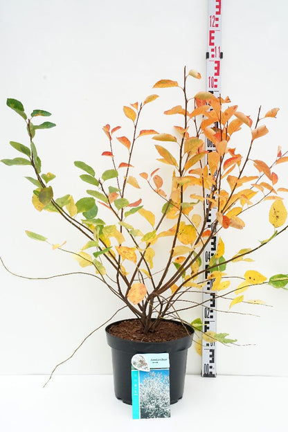 Amelanchier lamarckii C10 (10 liters kruka) 60-80 cm