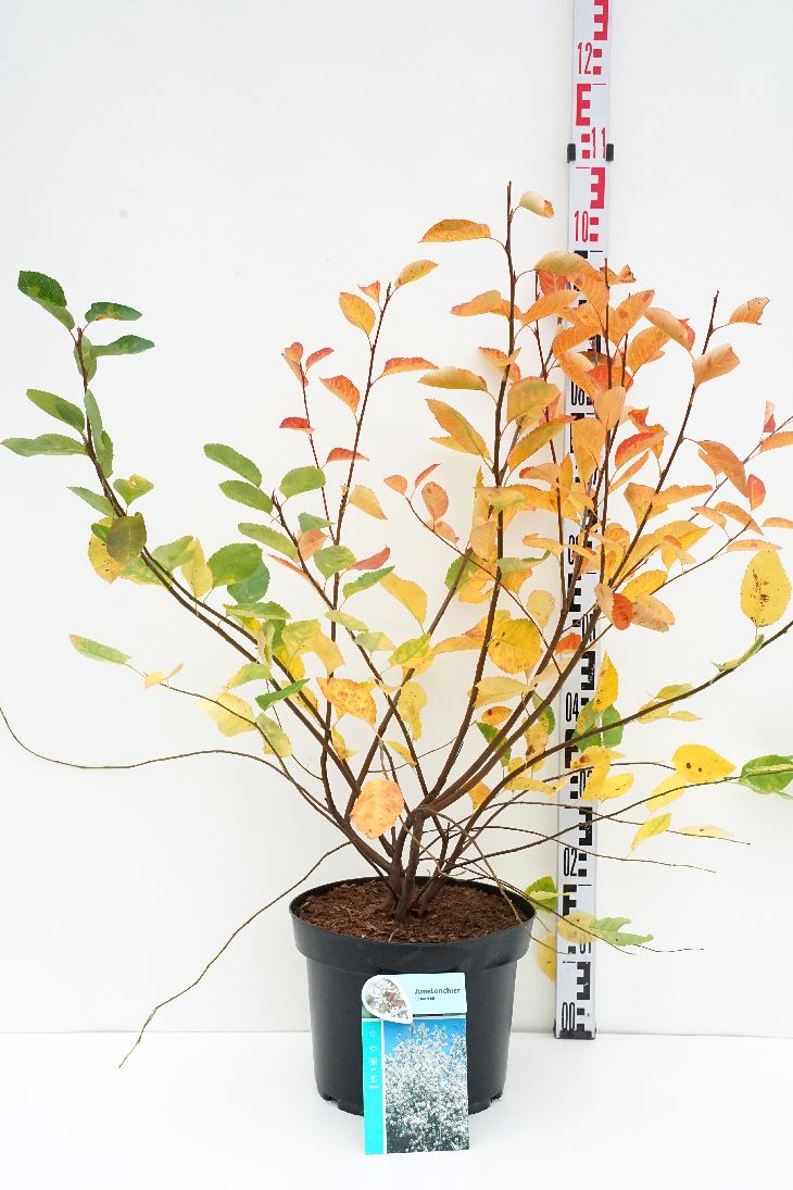 Amelanchier lamarckii C10 (10 liters kruka) 60-80 cm