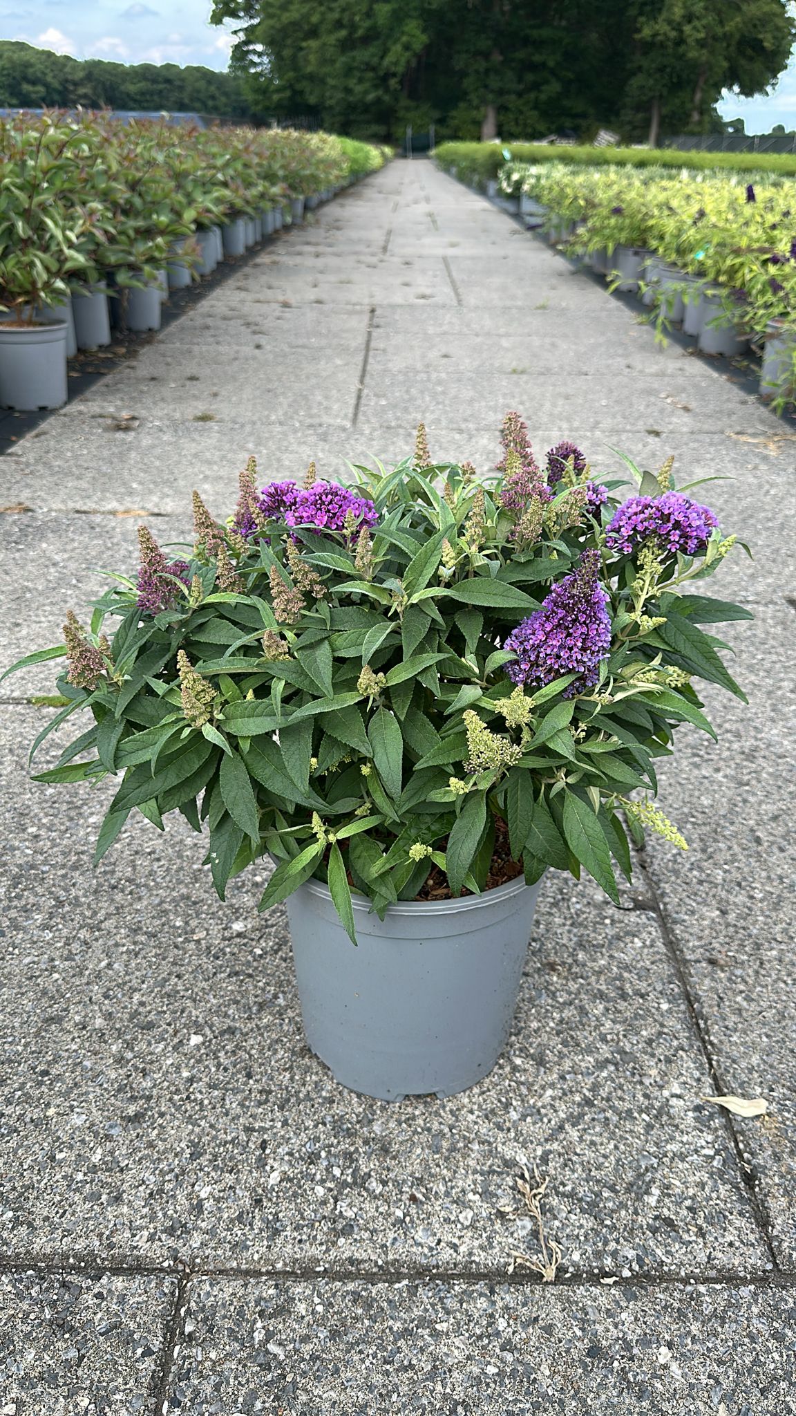 Buddleja davidii &