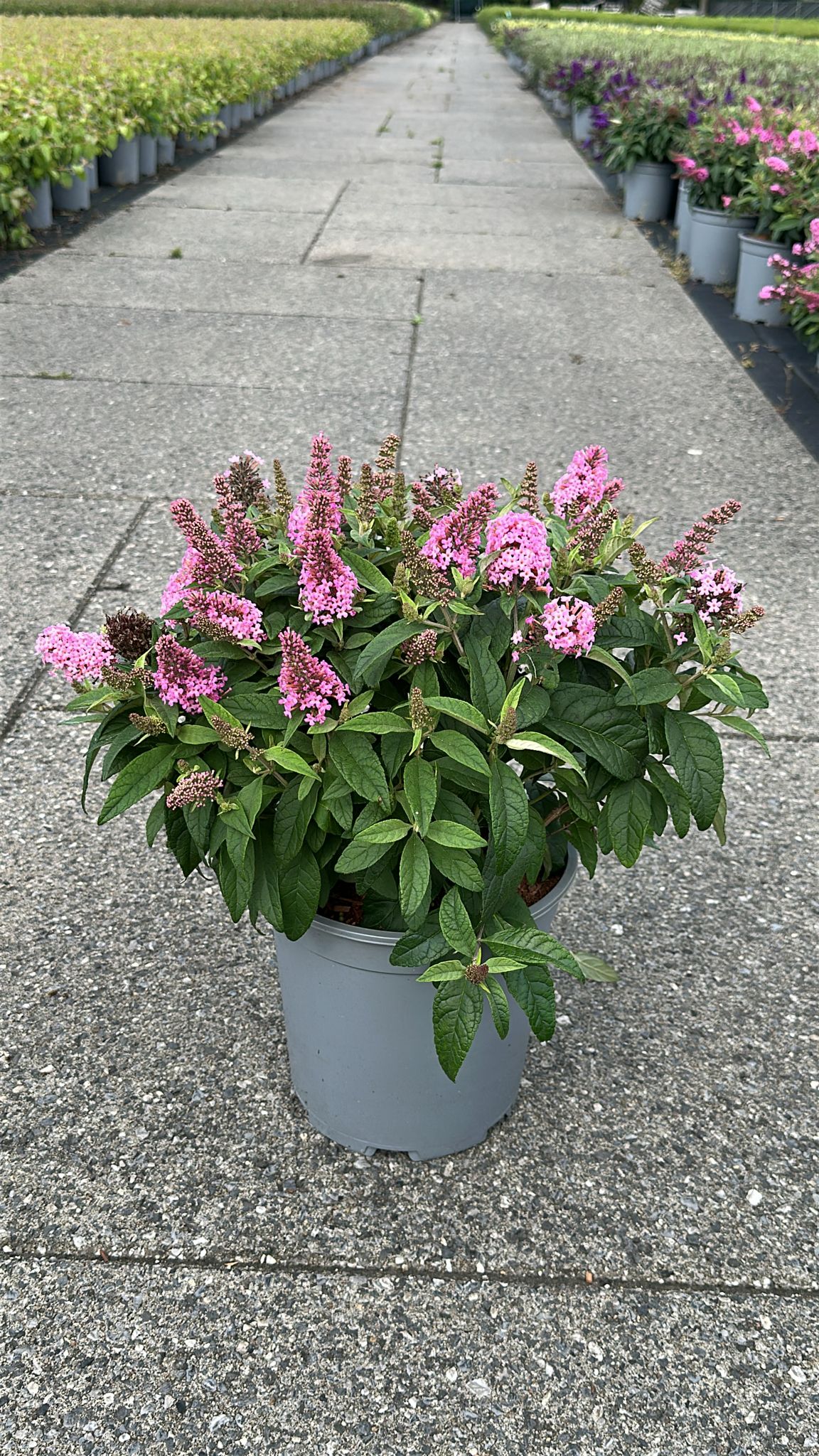 Buddleja davidii &
