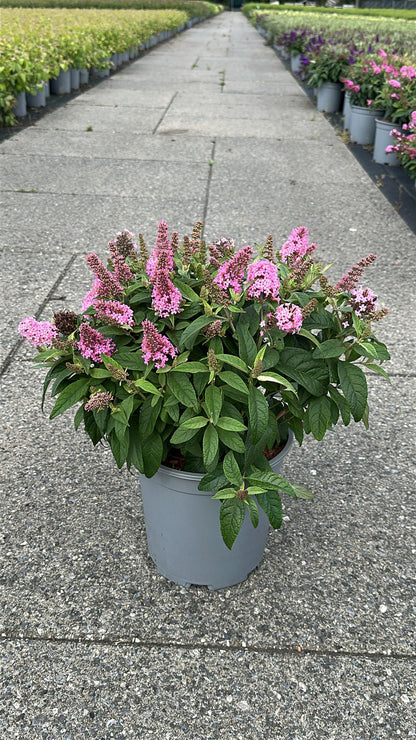 Buddleja davidii &