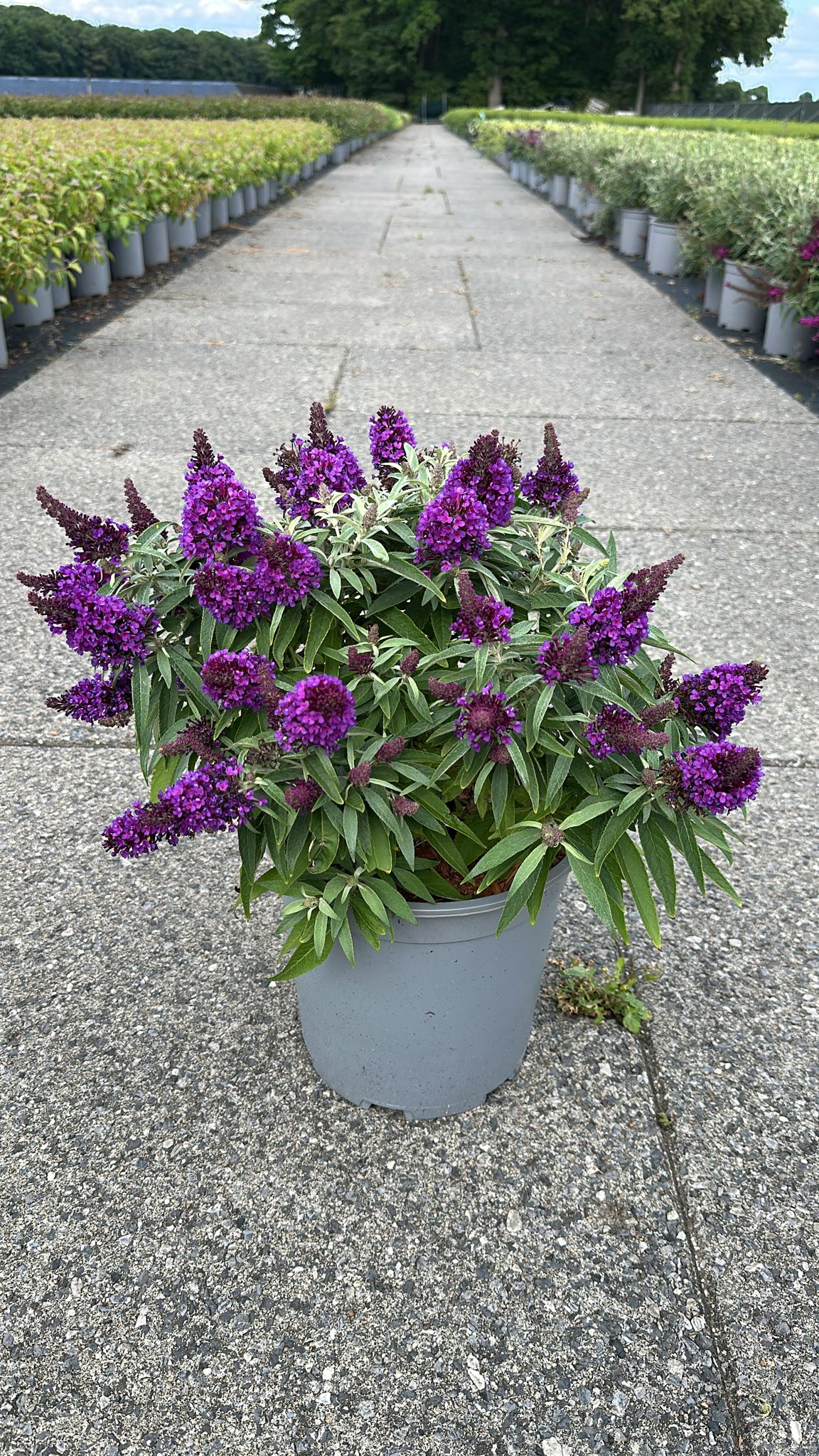 Buddleja davidii &