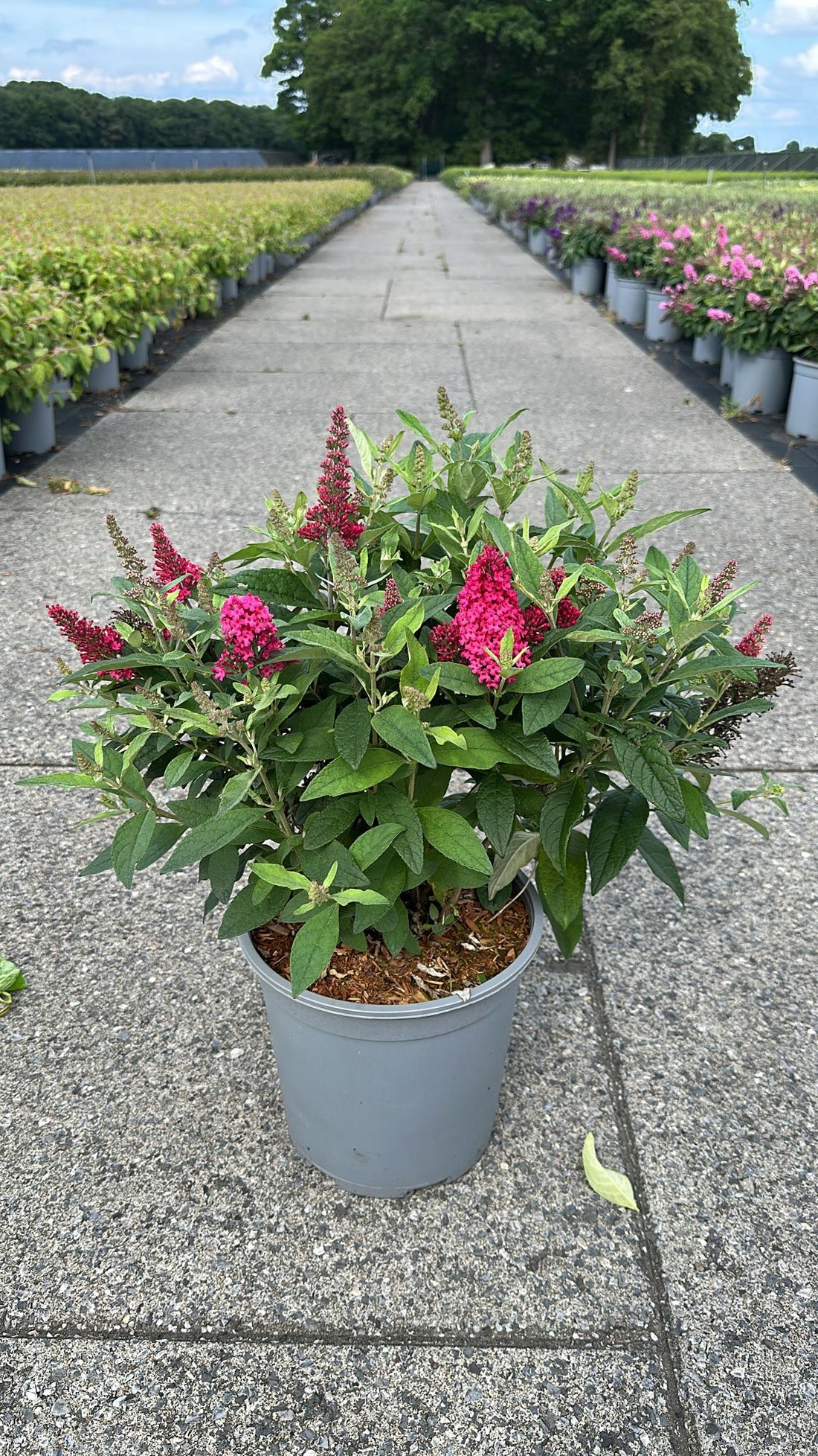 Buddleja davidii &